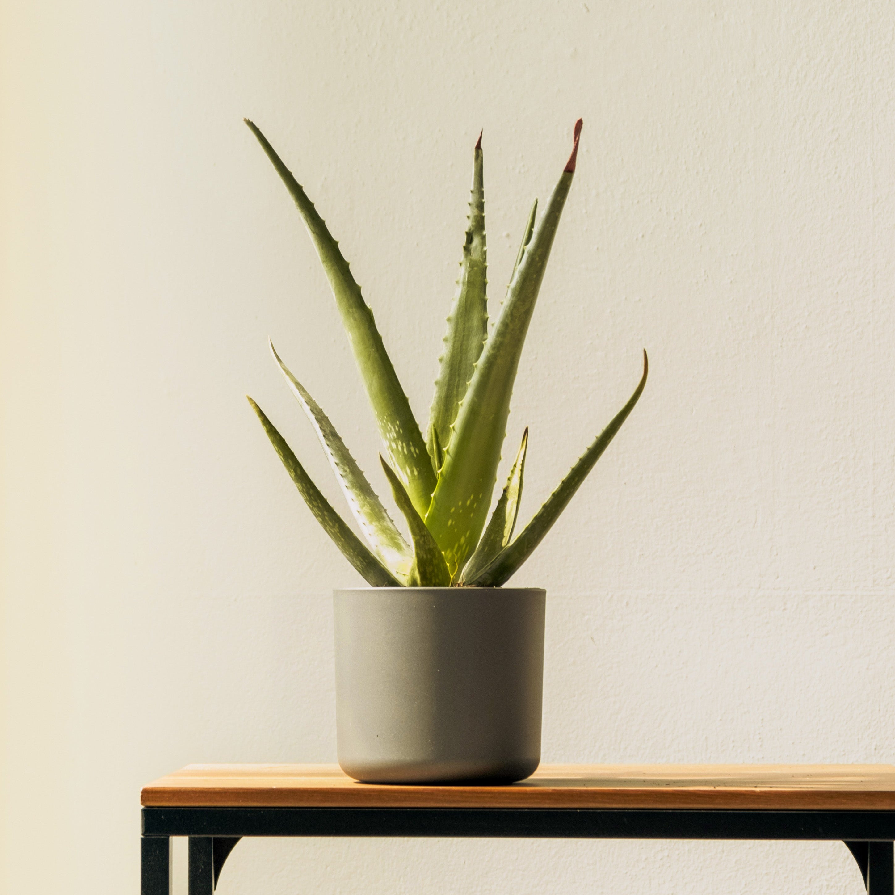 Potted aloe vera plant on a wooden table with a plain background